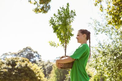 Cost of Tree Transplanting — Cost of Tree Transplanting