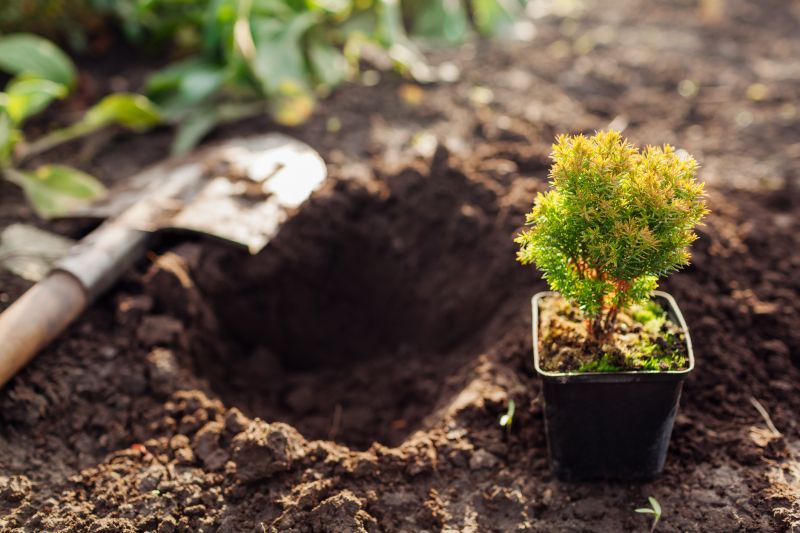 Cost of Tree Transplanting — Cost of Tree Transplanting