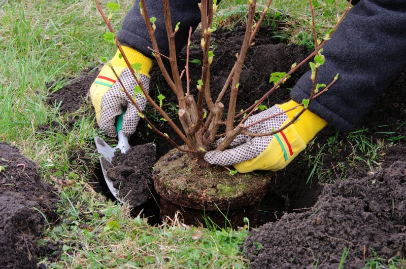 Cost of Tree Transplanting — Cost of Tree Transplanting