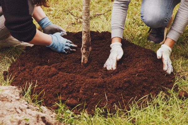 Magnolia Tree Transplantation